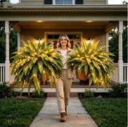 Glowing Boston Ferns with Lights –  Zero Watering, Zero Maintenance