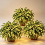 Glowing Boston Ferns with Lights –  Zero Watering, Zero Maintenance