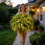 Glowing Boston Ferns with Lights –  Zero Watering, Zero Maintenance