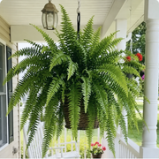 Glowing Boston Ferns with Lights –  Zero Watering, Zero Maintenance