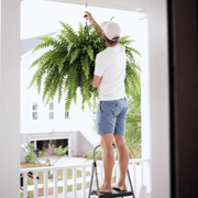 Glowing Boston Ferns with Lights –  Zero Watering, Zero Maintenance