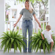 Glowing Boston Ferns with Lights –  Zero Watering, Zero Maintenance
