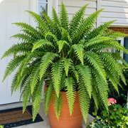 Glowing Boston Ferns with Lights –  Zero Watering, Zero Maintenance