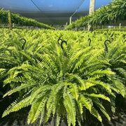 Glowing Boston Ferns with Lights –  Zero Watering, Zero Maintenance
